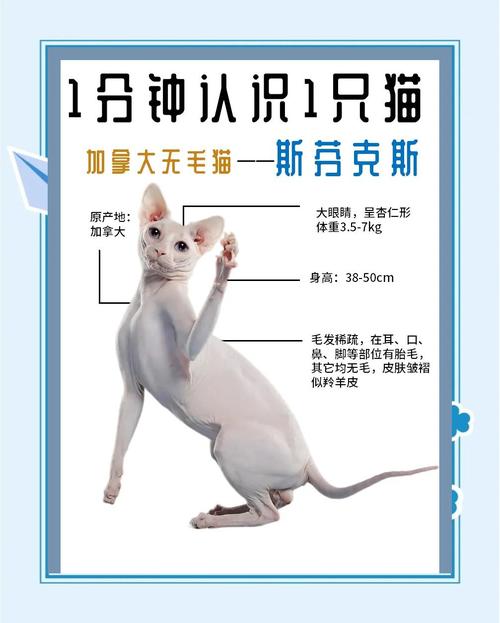  怎么确定猫咪是否怀孕，如何知道猫咪是否怀孕了