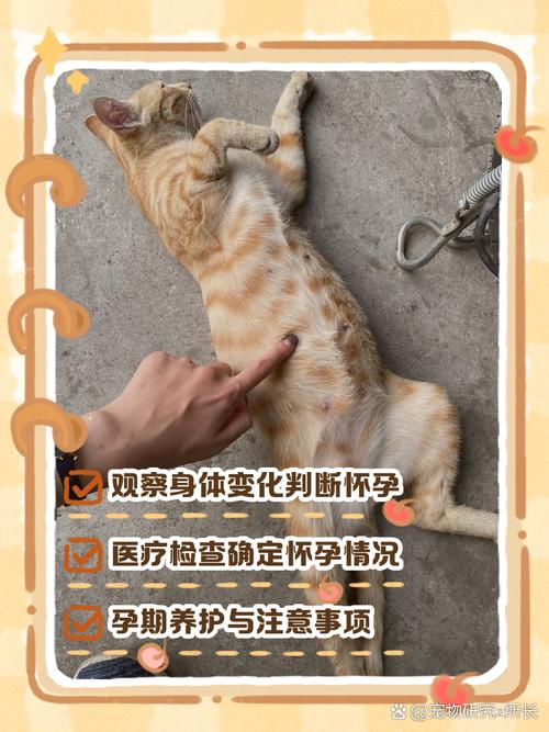  怎么确定猫咪是否怀孕，如何知道猫咪是否怀孕了-第3张图片-后鲨宠物