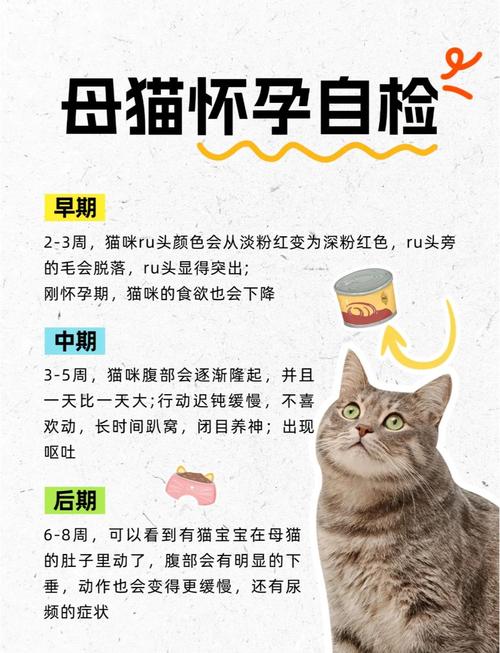  怎么确定猫咪是否怀孕，如何知道猫咪是否怀孕了-第5张图片-后鲨宠物