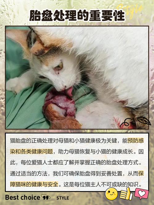 如何让猫咪排除胎盘_怎么知道猫的胎盘排没排干净-第1张图片-后鲨宠物