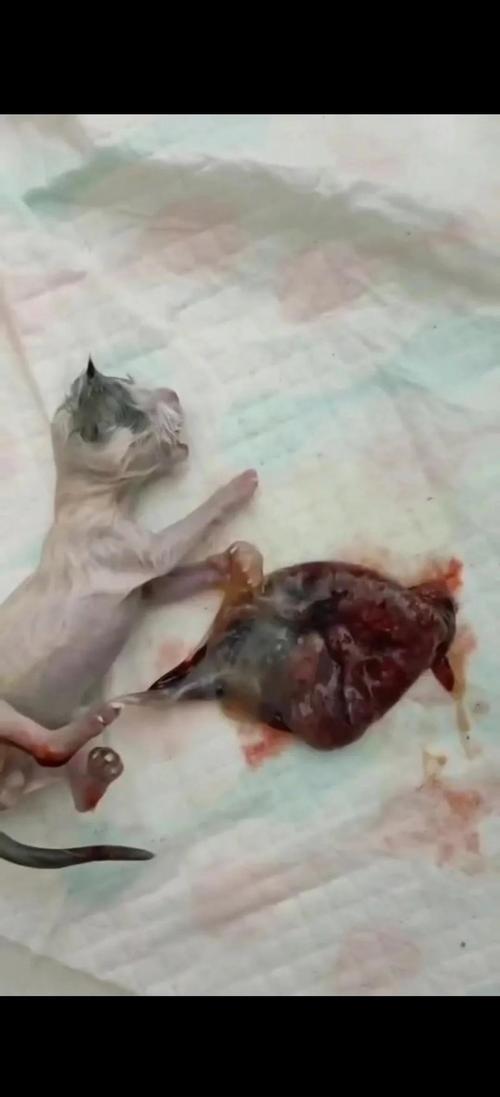 如何让猫咪排除胎盘_怎么知道猫的胎盘排没排干净-第6张图片-后鲨宠物