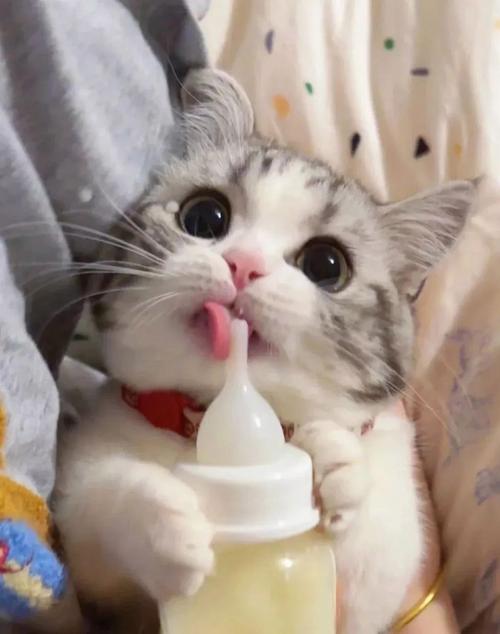 猫咪能吃牛奶吗，猫能吃牛奶?？