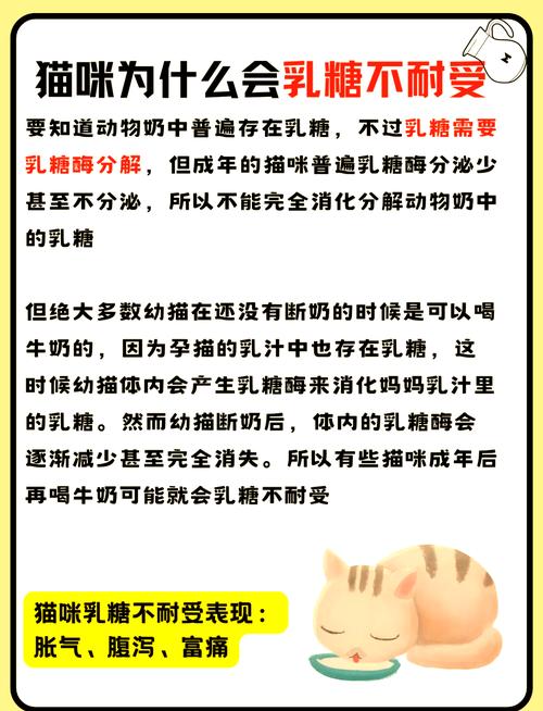 猫咪能吃牛奶吗，猫能吃牛奶?？-第5张图片-后鲨宠物