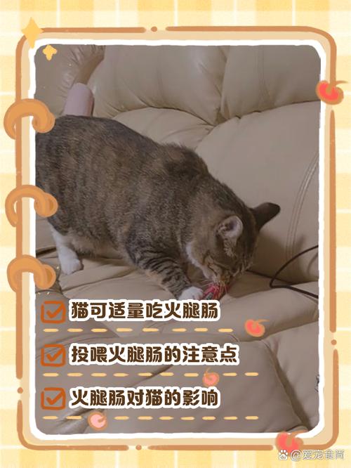 猫咪吃了火腿肠怎么办,猫吃了一点火腿肠,有事吗?-第2张图片-后鲨宠物 猫咪吃了火腿肠怎么办,猫吃了一点火腿肠,有事吗?-第2张图片-后鲨宠物