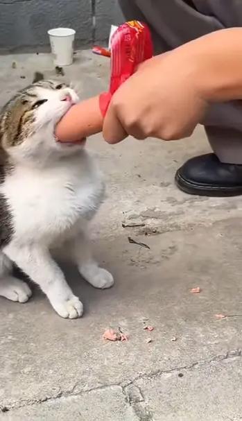 猫咪吃了火腿肠怎么办,猫吃了一点火腿肠,有事吗?-第3张图片-后鲨宠物 猫咪吃了火腿肠怎么办,猫吃了一点火腿肠,有事吗?-第3张图片-后鲨宠物