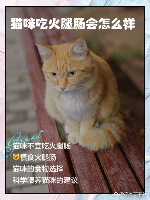 猫咪吃了火腿肠怎么办,猫吃了一点火腿肠,有事吗?-第5张图片-后鲨宠物 猫咪吃了火腿肠怎么办,猫吃了一点火腿肠,有事吗?-第5张图片-后鲨宠物