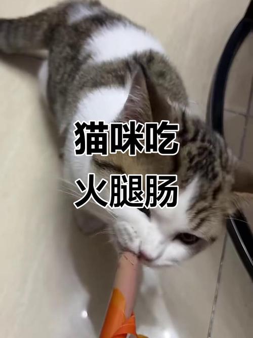 猫咪吃了火腿肠怎么办,猫吃了一点火腿肠,有事吗?-第6张图片-后鲨宠物 猫咪吃了火腿肠怎么办,猫吃了一点火腿肠,有事吗?-第6张图片-后鲨宠物