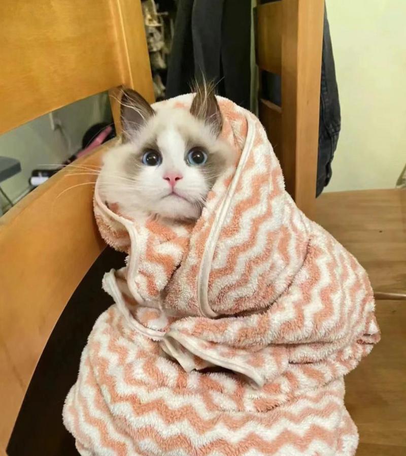 猫咪洗完澡发抖_猫咪洗完澡发抖是怎么回事-第3张图片-后鲨宠物 猫咪洗完澡发抖_猫咪洗完澡发抖是怎么回事-第3张图片-后鲨宠物