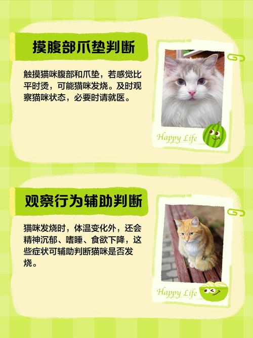 怎么判断猫咪是否发烧,怎么判断猫咪是否发烧了?-第3张图片-后鲨宠物 怎么判断猫咪是否发烧,怎么判断猫咪是否发烧了?-第3张图片-后鲨宠物