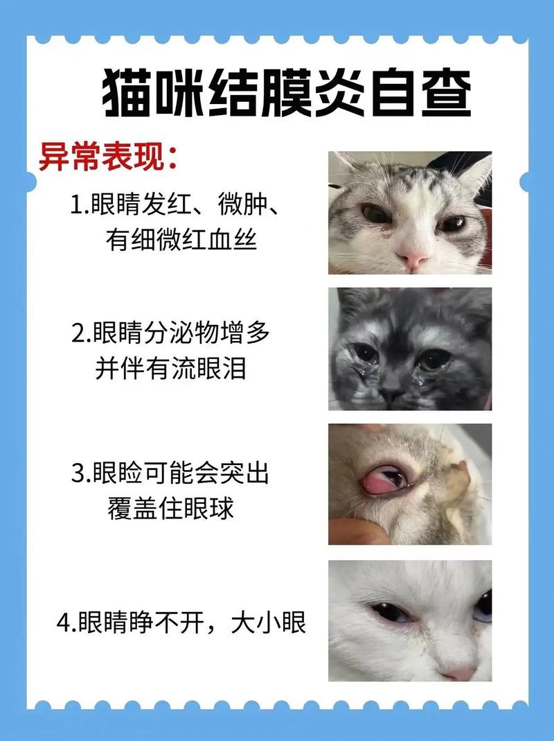 金霉素眼膏猫咪能用吗,金霉素软膏可以给猫咪涂眼睛里面吗-第5张图片-后鲨宠物 金霉素眼膏猫咪能用吗,金霉素软膏可以给猫咪涂眼睛里面吗-第5张图片-后鲨宠物