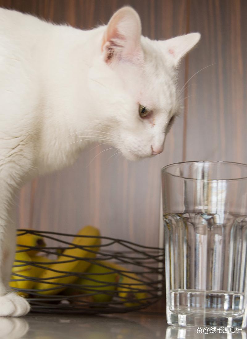 花露水对猫咪有影响吗_花露水对猫咪有影响吗?-第5张图片-后鲨宠物 花露水对猫咪有影响吗_花露水对猫咪有影响吗?-第5张图片-后鲨宠物