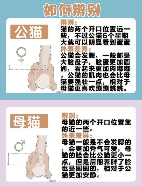 猫猫能活多少年_猫能活多少几年-第2张图片-后鲨宠物 猫猫能活多少年_猫能活多少几年-第2张图片-后鲨宠物