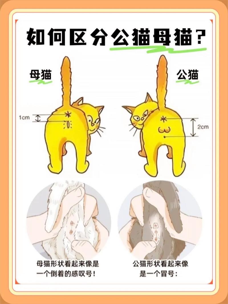 猫猫能活多少年_猫能活多少几年-第5张图片-后鲨宠物 猫猫能活多少年_猫能活多少几年-第5张图片-后鲨宠物