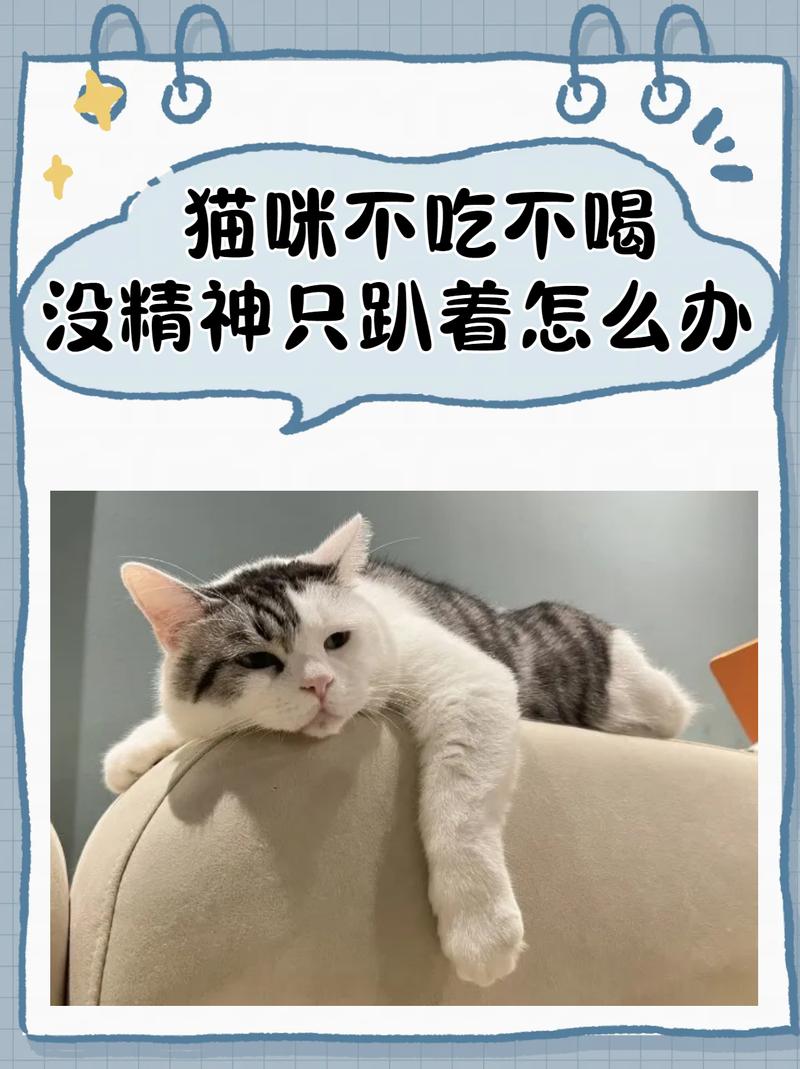 猫咪不吃不喝没精神_猫咪不吃不喝没精神怎么办