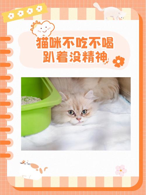 猫咪不吃不喝没精神_猫咪不吃不喝没精神怎么办-第3张图片-后鲨宠物