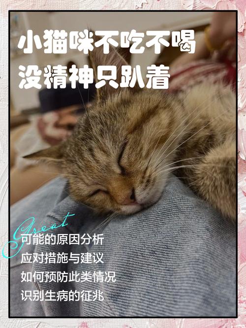 猫咪不吃不喝没精神_猫咪不吃不喝没精神怎么办-第4张图片-后鲨宠物