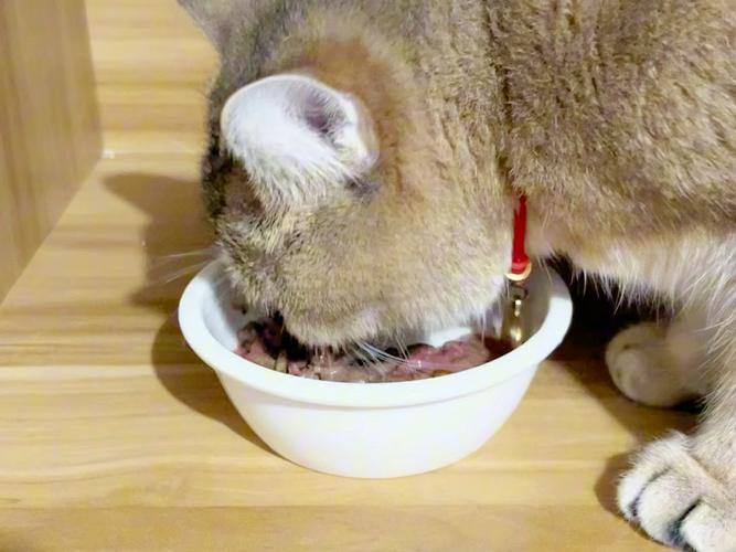 猫咪几个月可以吃罐头,猫咪几个月可以吃罐头和冻干?-第4张图片-后鲨宠物 猫咪几个月可以吃罐头,猫咪几个月可以吃罐头和冻干?-第4张图片-后鲨宠物