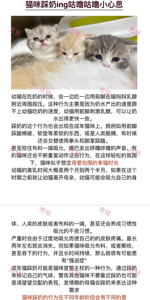 猫猫为什么会踩奶_成年猫猫为什么会踩奶-第3张图片-后鲨宠物 猫猫为什么会踩奶_成年猫猫为什么会踩奶-第3张图片-后鲨宠物