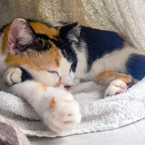 猫猫为什么会踩奶_成年猫猫为什么会踩奶-第6张图片-后鲨宠物 猫猫为什么会踩奶_成年猫猫为什么会踩奶-第6张图片-后鲨宠物