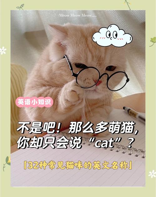 猫咪的英文名字大全,猫咪的英文名字好听的简单的?-第2张图片-后鲨宠物 猫咪的英文名字大全,猫咪的英文名字好听的简单的?-第2张图片-后鲨宠物
