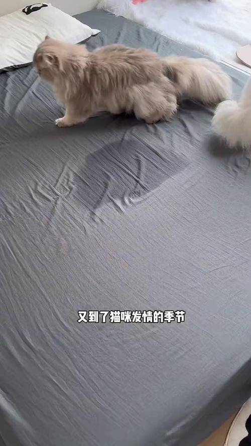 猫咪发情乱尿怎么办,猫咪发情乱尿怎么办吃什么药-第4张图片-后鲨宠物 猫咪发情乱尿怎么办,猫咪发情乱尿怎么办吃什么药-第4张图片-后鲨宠物