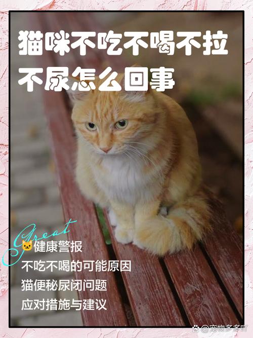 猫咪不吃不喝不拉,猫咪不吃不喝不拉不尿-第4张图片-后鲨宠物 猫咪不吃不喝不拉,猫咪不吃不喝不拉不尿-第4张图片-后鲨宠物