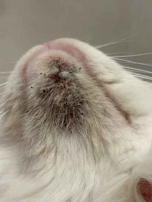  猫咪黑下巴严重，猫黑下巴最便宜有效的方法