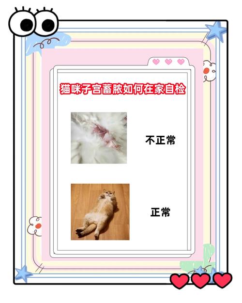 猫咪子宫蓄脓手术费用,猫咪子宫蓄脓摘除子宫多少钱-第2张图片-后鲨宠物 猫咪子宫蓄脓手术费用,猫咪子宫蓄脓摘除子宫多少钱-第2张图片-后鲨宠物