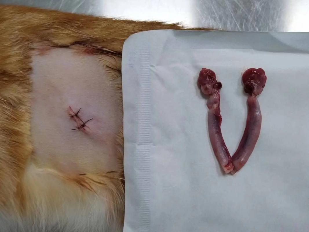 猫咪子宫蓄脓手术费用,猫咪子宫蓄脓摘除子宫多少钱-第3张图片-后鲨宠物 猫咪子宫蓄脓手术费用,猫咪子宫蓄脓摘除子宫多少钱-第3张图片-后鲨宠物