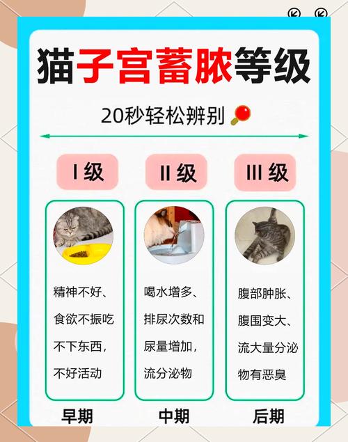 猫咪子宫蓄脓手术费用,猫咪子宫蓄脓摘除子宫多少钱-第5张图片-后鲨宠物 猫咪子宫蓄脓手术费用,猫咪子宫蓄脓摘除子宫多少钱-第5张图片-后鲨宠物