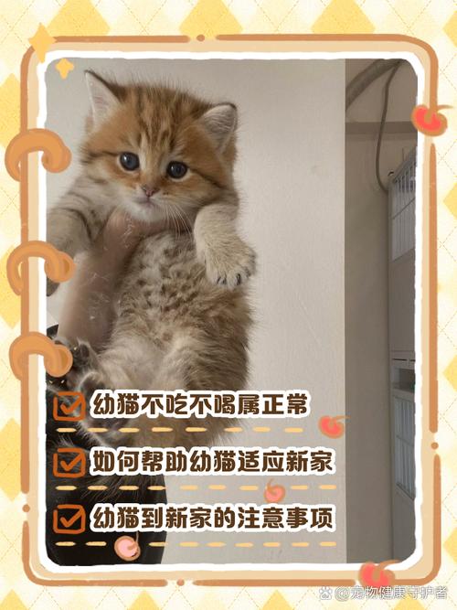 猫咪可以饿多久,猫咪饿多久会听话?-第4张图片-后鲨宠物 猫咪可以饿多久,猫咪饿多久会听话?-第4张图片-后鲨宠物