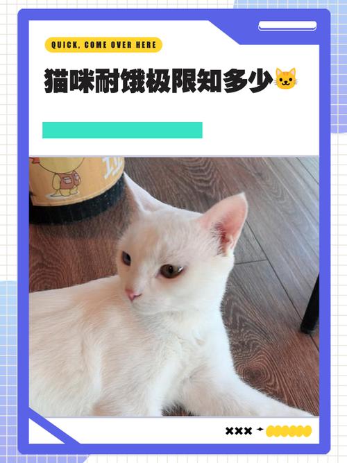 猫咪可以饿多久,猫咪饿多久会听话?-第5张图片-后鲨宠物 猫咪可以饿多久,猫咪饿多久会听话?-第5张图片-后鲨宠物