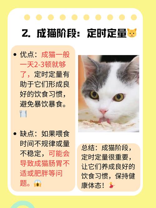 猫咪可以饿多久,猫咪饿多久会听话?-第6张图片-后鲨宠物 猫咪可以饿多久,猫咪饿多久会听话?-第6张图片-后鲨宠物