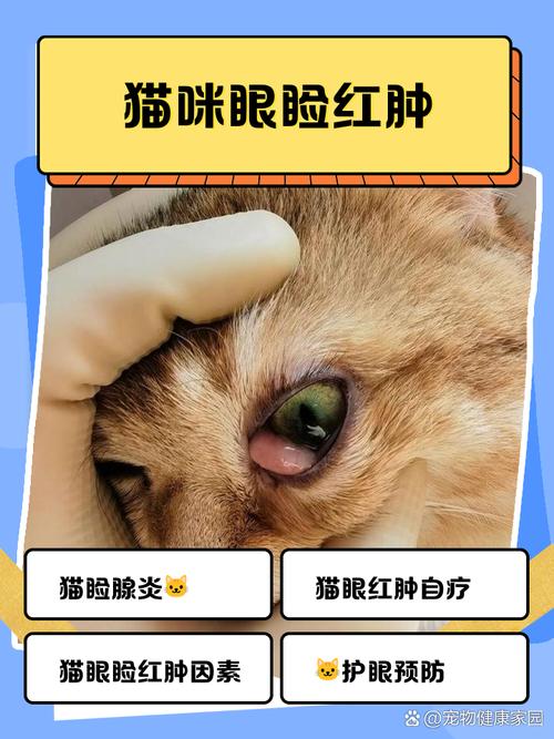 猫咪眼睛红肿怎么办,猫猫眼睛有点红肿-第3张图片-后鲨宠物 猫咪眼睛红肿怎么办,猫猫眼睛有点红肿-第3张图片-后鲨宠物