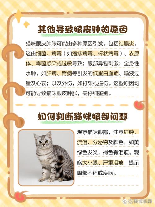 猫咪眼睛红肿怎么办,猫猫眼睛有点红肿-第5张图片-后鲨宠物 猫咪眼睛红肿怎么办,猫猫眼睛有点红肿-第5张图片-后鲨宠物