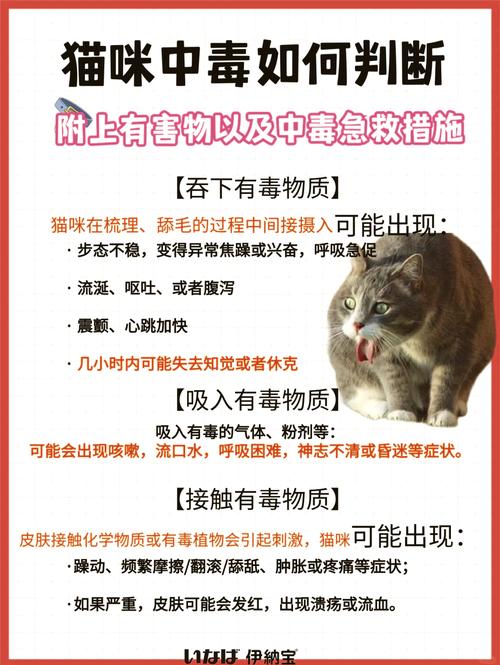 猫咪食物中毒怎么办_猫咪食物中毒是什么症状-第4张图片-后鲨宠物 猫咪食物中毒怎么办_猫咪食物中毒是什么症状-第4张图片-后鲨宠物
