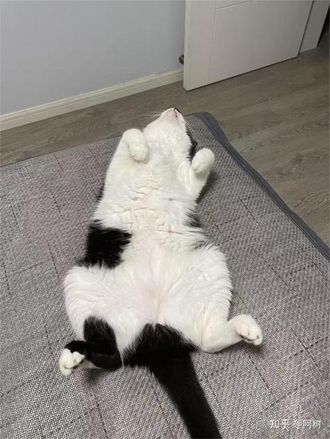 对猫咪过敏怎么办,对猫咪过敏怎么办治疗-第4张图片-后鲨宠物 对猫咪过敏怎么办,对猫咪过敏怎么办治疗-第4张图片-后鲨宠物