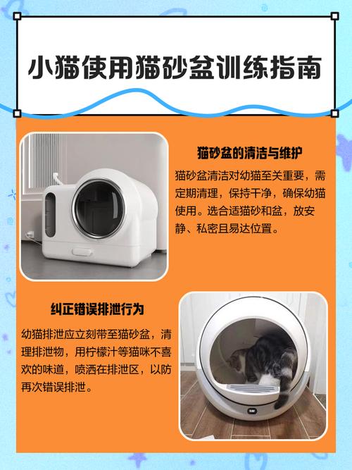 如何训练猫咪用猫砂,怎么训练小猫咪用猫砂盆?-第3张图片-后鲨宠物 如何训练猫咪用猫砂,怎么训练小猫咪用猫砂盆?-第3张图片-后鲨宠物