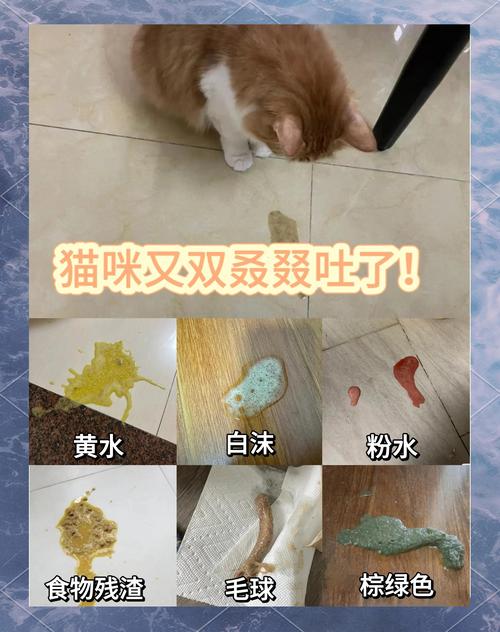猫咪吐是什么原因_猫咪总是干呕是什么原因-第3张图片-后鲨宠物 猫咪吐是什么原因_猫咪总是干呕是什么原因-第3张图片-后鲨宠物