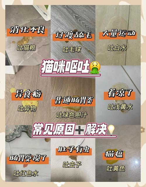 猫咪吐是什么原因_猫咪总是干呕是什么原因-第4张图片-后鲨宠物 猫咪吐是什么原因_猫咪总是干呕是什么原因-第4张图片-后鲨宠物