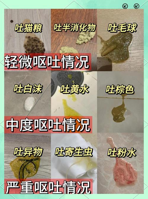 猫咪吐是什么原因_猫咪总是干呕是什么原因-第5张图片-后鲨宠物 猫咪吐是什么原因_猫咪总是干呕是什么原因-第5张图片-后鲨宠物