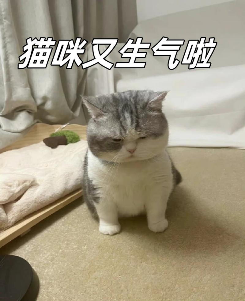 猫咪生气的表现_猫咪生气的表现搞笑-第2张图片-后鲨宠物 猫咪生气的表现_猫咪生气的表现搞笑-第2张图片-后鲨宠物