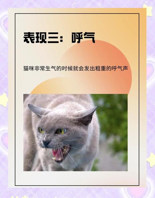 猫咪生气的表现_猫咪生气的表现搞笑-第3张图片-后鲨宠物 猫咪生气的表现_猫咪生气的表现搞笑-第3张图片-后鲨宠物