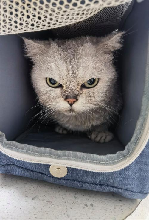 猫咪生气的表现_猫咪生气的表现搞笑-第5张图片-后鲨宠物 猫咪生气的表现_猫咪生气的表现搞笑-第5张图片-后鲨宠物