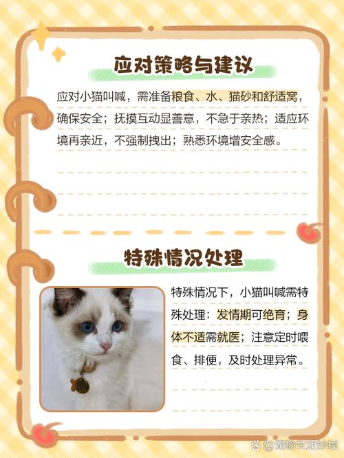 猫咪不叫是怎么回事，猫不叫是为什么？-第2张图片-后鲨宠物