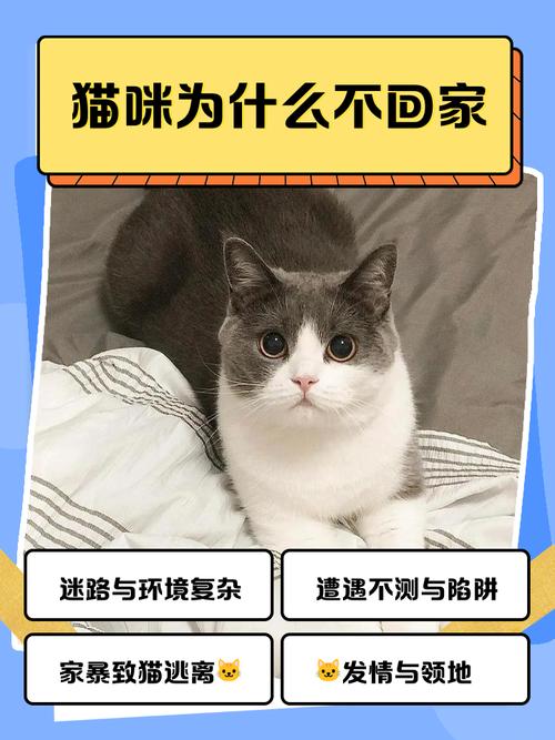 猫咪不叫是怎么回事，猫不叫是为什么？-第3张图片-后鲨宠物