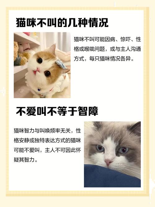 猫咪不叫是怎么回事，猫不叫是为什么？-第5张图片-后鲨宠物