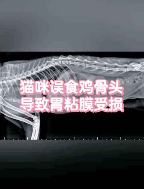 猫咪能吃骨头吗,猫咪吃骨头吗会怎么样?-第3张图片-后鲨宠物 猫咪能吃骨头吗,猫咪吃骨头吗会怎么样?-第3张图片-后鲨宠物