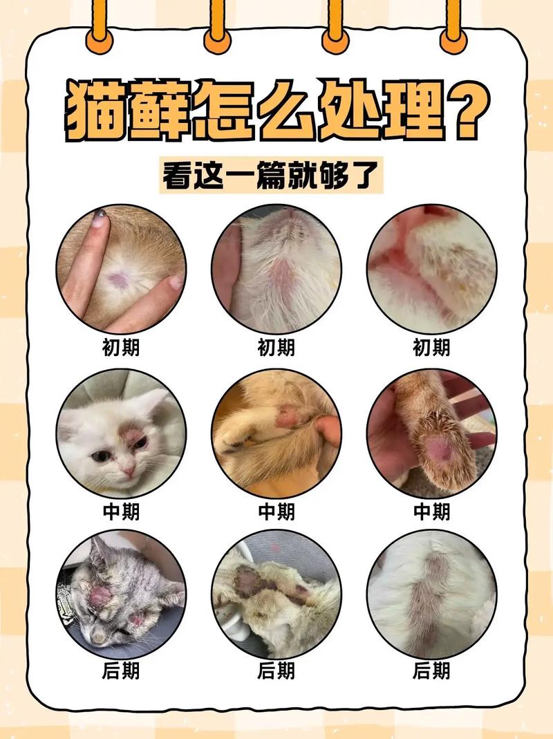 小猫猫癣怎么治,小猫猫癣怎么治疗比较好?-第2张图片-后鲨宠物 小猫猫癣怎么治,小猫猫癣怎么治疗比较好?-第2张图片-后鲨宠物