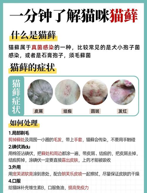 小猫猫癣怎么治,小猫猫癣怎么治疗比较好?-第3张图片-后鲨宠物 小猫猫癣怎么治,小猫猫癣怎么治疗比较好?-第3张图片-后鲨宠物